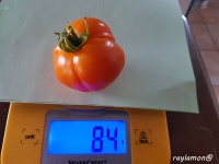 Tomate caroletta-2.jpg