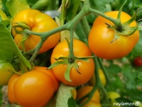 Tomate caroletta.jpg