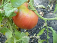 Tomate caspienne rose op.jpg