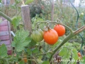 Tomate cerise a identifier-1.jpg