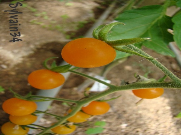 Fichier:Tomate cerise orange-1.jpg