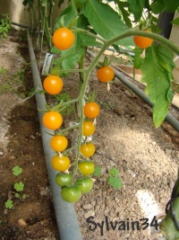 Tomate cerise orange.jpg