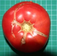 Tomate chair de boeuf précoce-1.jpg