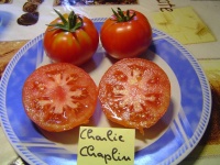 Tomate charlie chaplin-1.jpg
