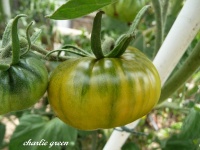 Tomate charlie s green op-1.jpg