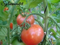 Tomate chateau rose.jpg
