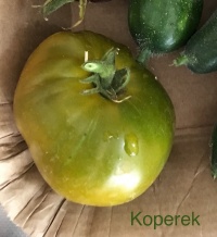 Tomate cherokee green op-1.jpg