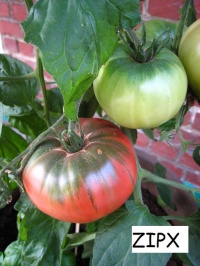Tomate cherokee purple-2.jpg