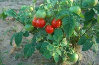 Tomate chibikko-1.jpg