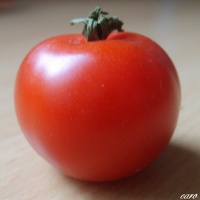 Tomate chibikko.jpg