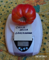 Tomate chilo della garfagnana-1.jpg