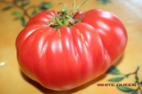 Tomate chilo della garfagnana-2.jpg