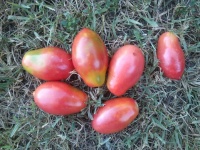 Tomate chio chio san-1.jpg