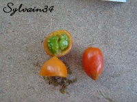 Tomate chio chio san-2.jpg