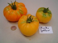 Tomate chuck s yellow.jpg