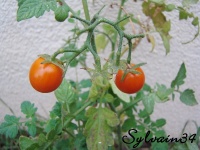 Tomate ciliegia op-1.jpg