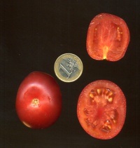 Tomate clear pink-1.jpg