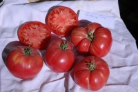 Tomate climbing trip l crop.jpg