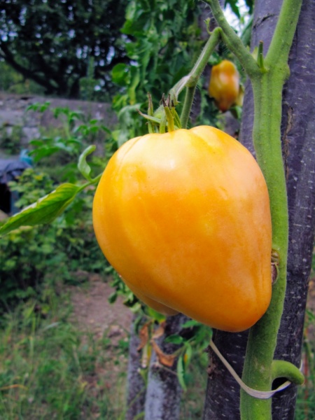 Fichier:Tomate coeur de boeuf jaune.jpg