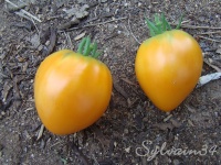 Tomate coeur de boeuf orange-1.jpg