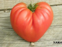 Tomate coeur de boeuf reif red-2.jpg