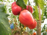 Tomate coeur de taureau.jpg