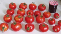 Tomate cosmonaut volkov red.jpg