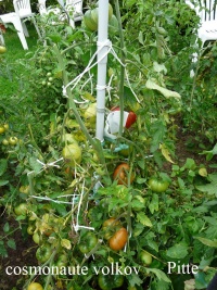 Tomate cosmonaute volkov-2.jpg