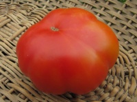 Tomate costuloto fiorentino op-1.jpg