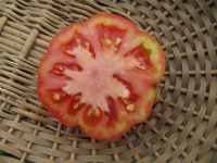 Tomate costuloto fiorentino op-2.jpg