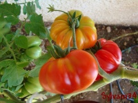 Tomate costuloto fiorentino op.jpg