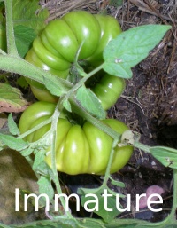 Tomate cotelée de gènes-1.jpg