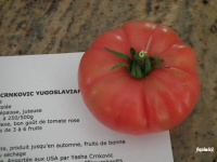 Tomate crnkovic yugoslavia pink-1.jpg