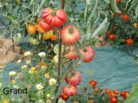 Tomate crnkovic yugoslavia pink.jpg