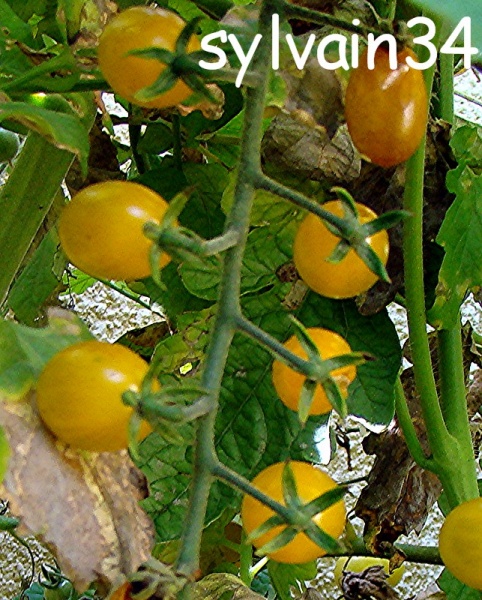 Fichier:Tomate cuban yellow grape-1.jpg