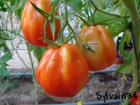 Tomate cuore di ponente.jpg