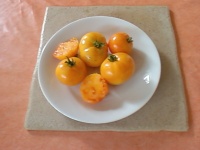 Tomate délice d or op.jpg