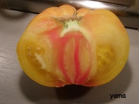 Tomate dagma s perfection-1.jpg