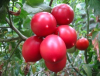 Tomate de barao rosa op.jpg