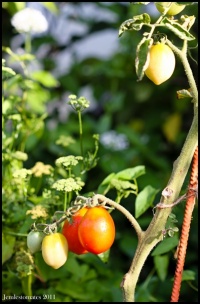 Tomate de pinto op.jpg