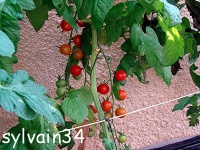 Tomate delice du jardinier-1.jpg