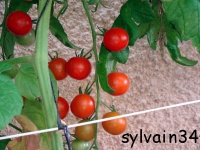 Tomate delice du jardinier-2.jpg