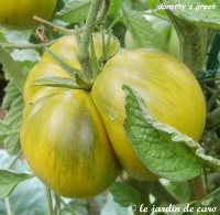 Tomate dorothy s green op-2.jpg
