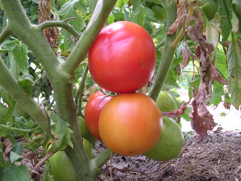 Fichier:Tomate double rich.jpg