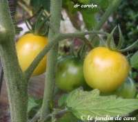 Tomate dr carolyn op-2.jpg