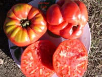 Tomate dr lyle.jpg