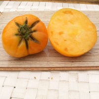 Tomate dr wyche s yellow.jpg