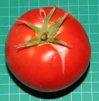 Tomate druzba-1.jpg