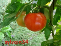 Tomate dufresne-1.jpg