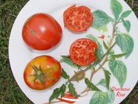 Tomate dufresne.jpg